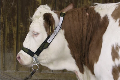 Povodac za krave sa lancem