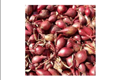 SEMENSKI LUK PTUJSKI RDECI 1/1  14/21 mm