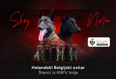 Vrhunski Holandski / Belgijski ovčar - Štenci iz KNPV linija