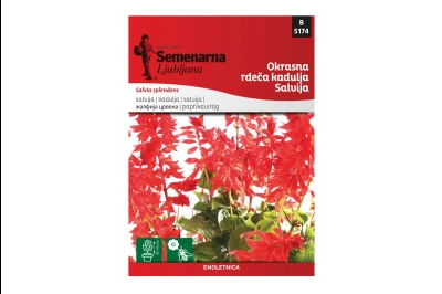 Semenarna UKRASNA ŽALFIJA CRVENA